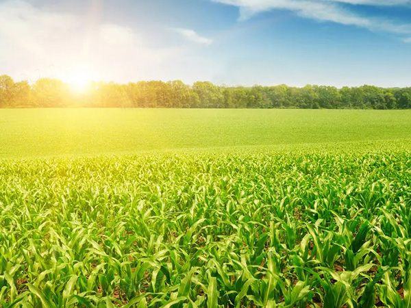 农作物；；；；；；